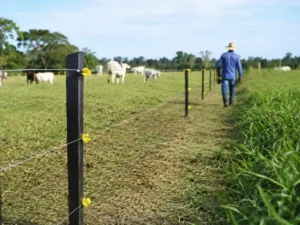 Control de Vegetación en Cerca Eléctrica Ganadera