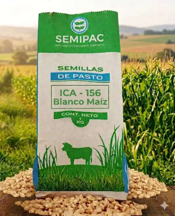 Semilla De Maíz ICA V-156 Blanco