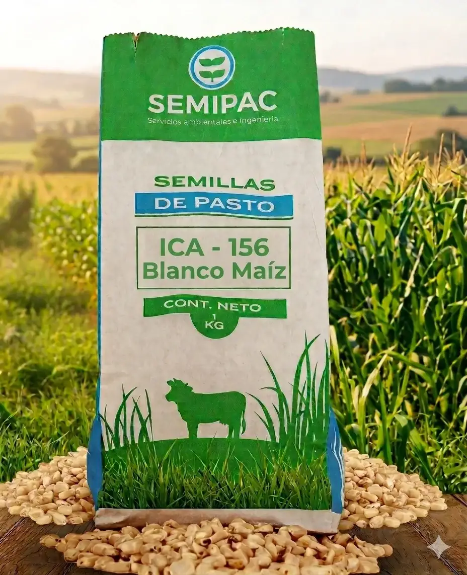 Semilla de Maíz ICA V-156 Blanco Semillas de Pasto ICA 156 B LANCO MAIZ.