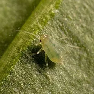 Insecticidas 11. PULGON VERDE