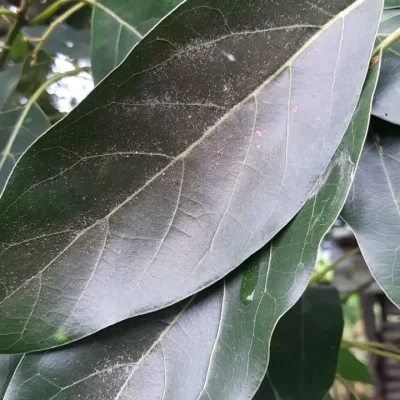 Insecticidas 11. gusano telarañero