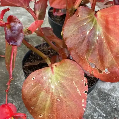 Insecticidas 14. Salvia roja dañada 2 (1)