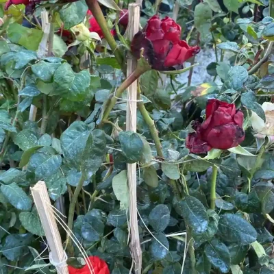 2. Rosas dañada (1)