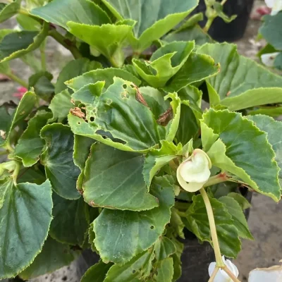 Insecticidas 3. Begonia 5.000 dañada 2