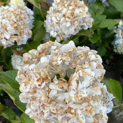 4. Hortencias 9.500 quemadas_11zon