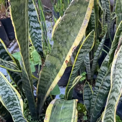 Insecticidas 4. Lengua suegra dañada (1)