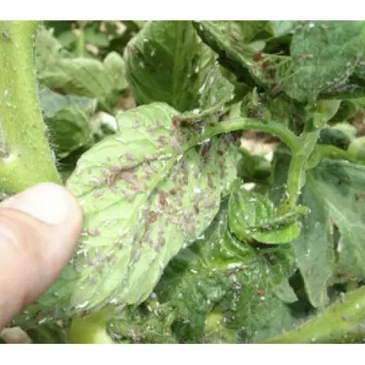 Insecticidas 5.PLAGA EN PLANTA