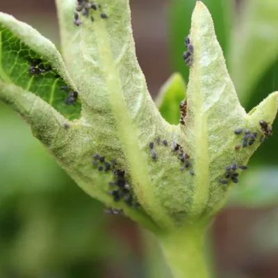 Insecticidas 6. PLAGAS