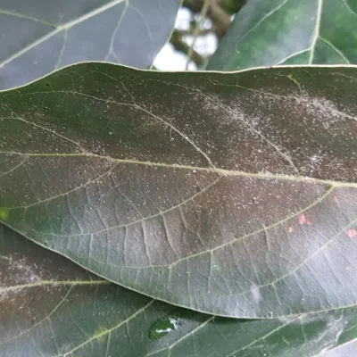 Insecticidas 7. Abamettina