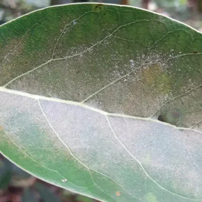 Insecticidas 8. Acaro rojo