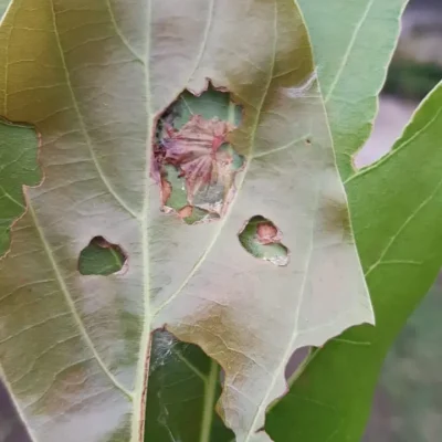 Insecticidas 9. Gusano telarañero 2