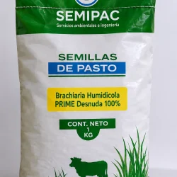 semilla Brachiaria Humidicola