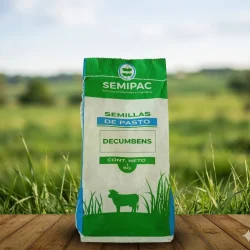 Semillas de Pasto DECUMBENS