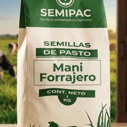 maní forrajero