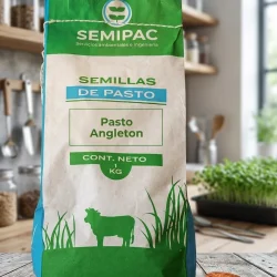 semillas de pasto angleton