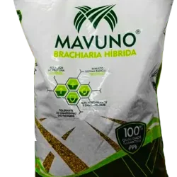 Semilla de pasto