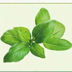 Semillas de Albahaca
