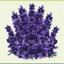 Semillas de Lavanda