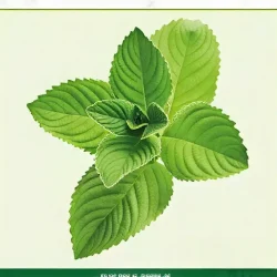 Semillas de Menta