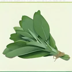 Semillas de Salvia